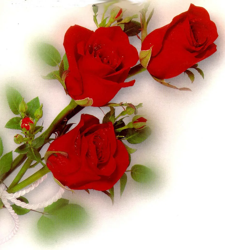 Фото Стихи к подарку розы #36