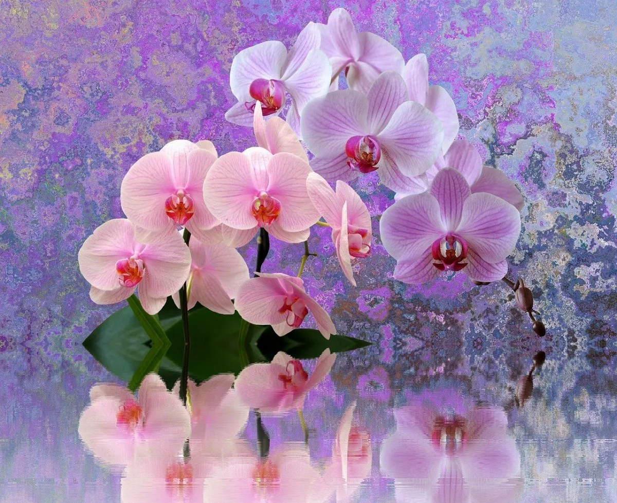 Фото Стихи к подарку орхидея #26