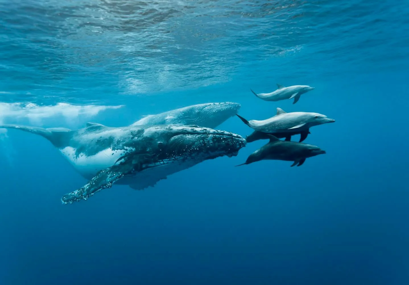 Фото Всемирный день китов и дельфинов 2024 #19
