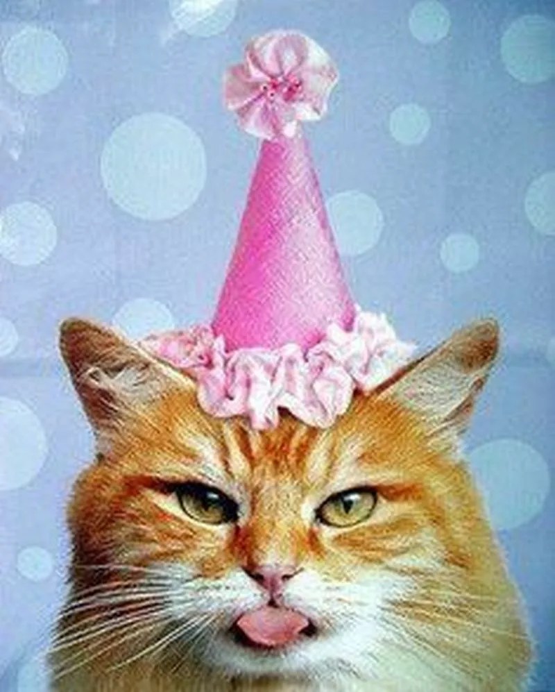 Фото Поздравления с днем рождения коту #54