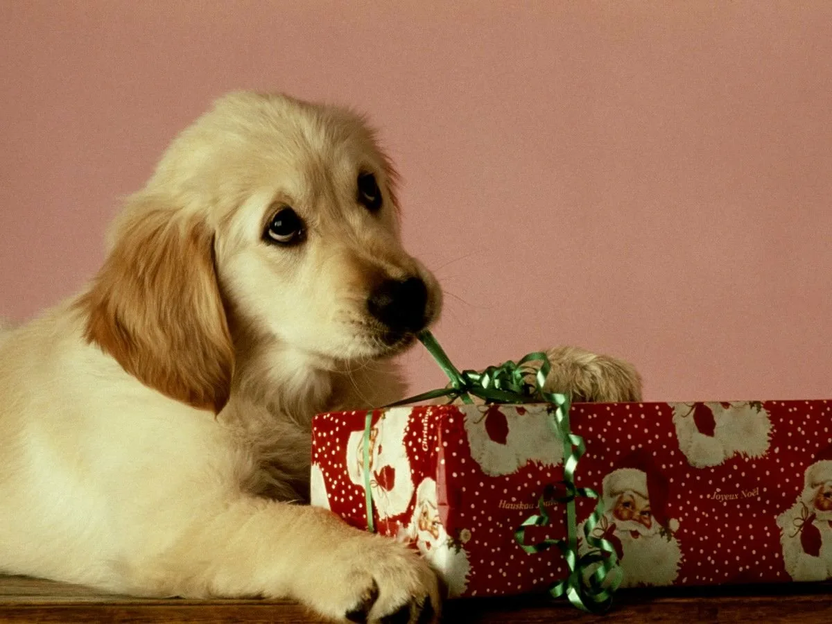 Прикольные пожелания с животными. Собачка с подарком. С днём рождения собачки. Щенок в подарок. Собака дарит подарок.