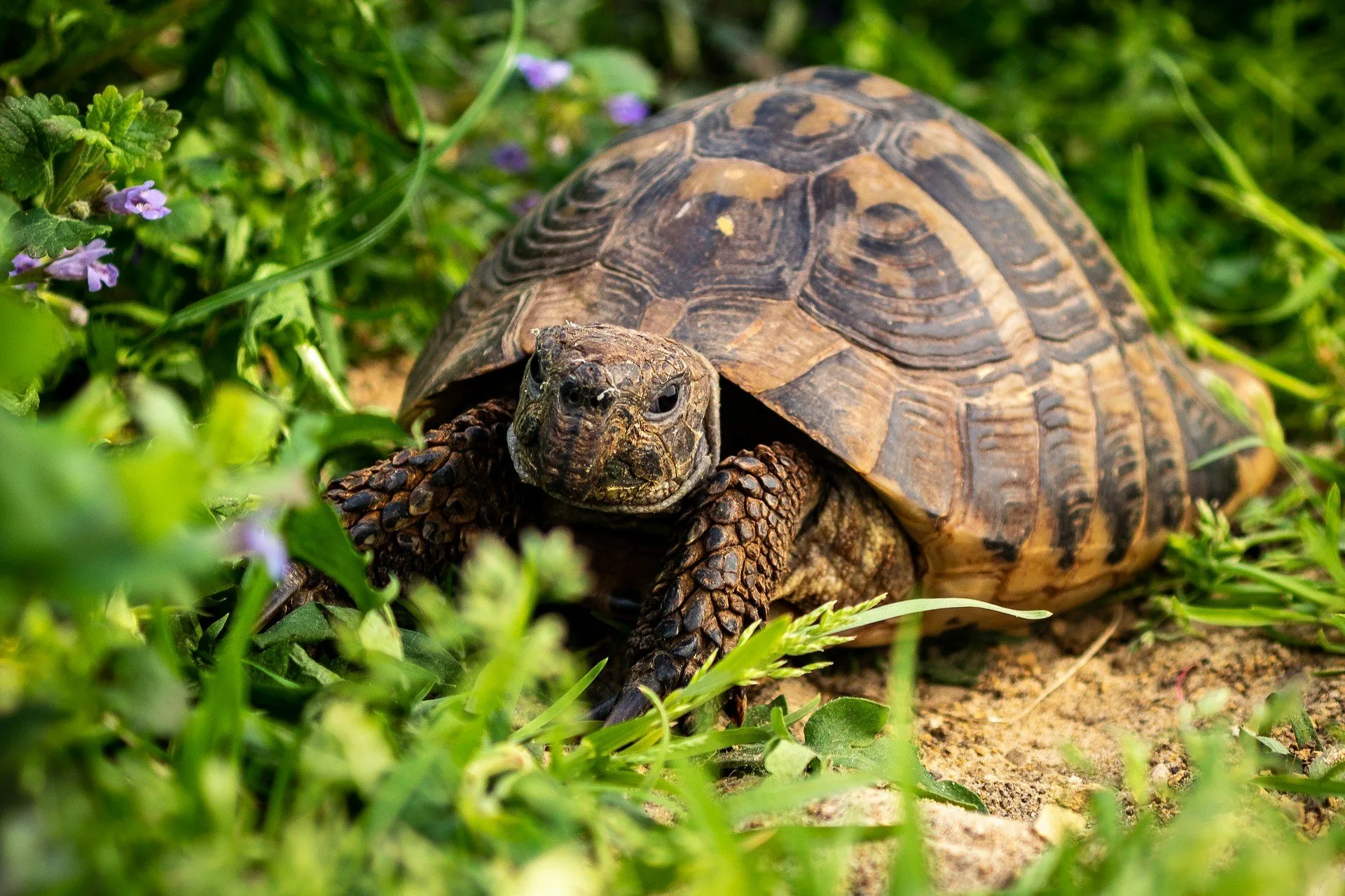 Черепахи минск. Черепаха Тартаруга. Всемирный день черепахи 23 мая. Пресмыкающиеся черепахи. Американские Сухопутные черепахи.
