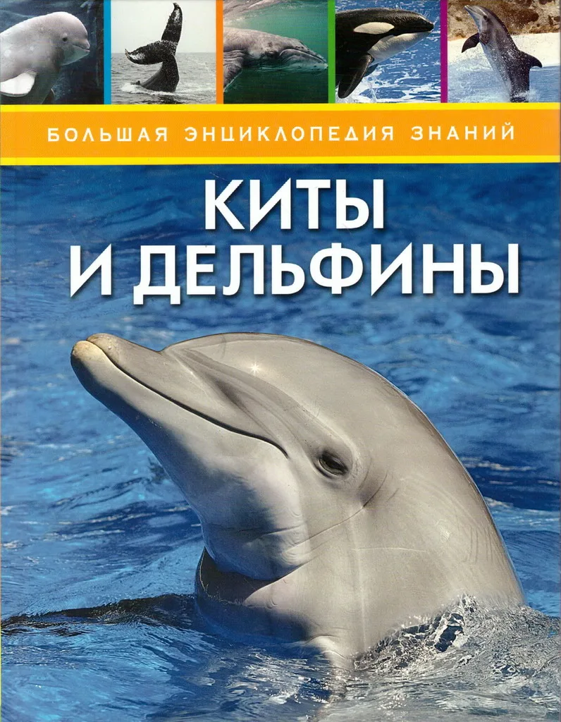 Фото Всемирный день китов и дельфинов 2024 #66