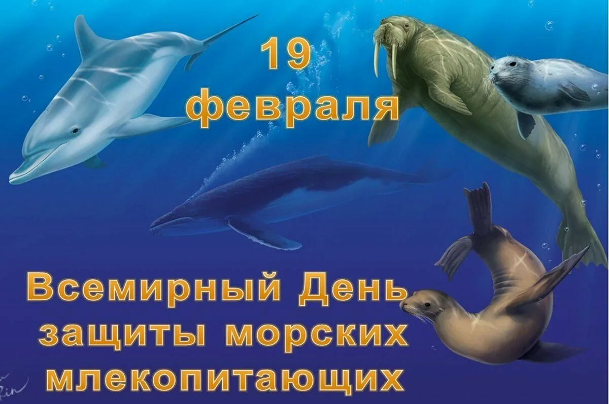Фото Всемирный день китов и дельфинов 2024 #12