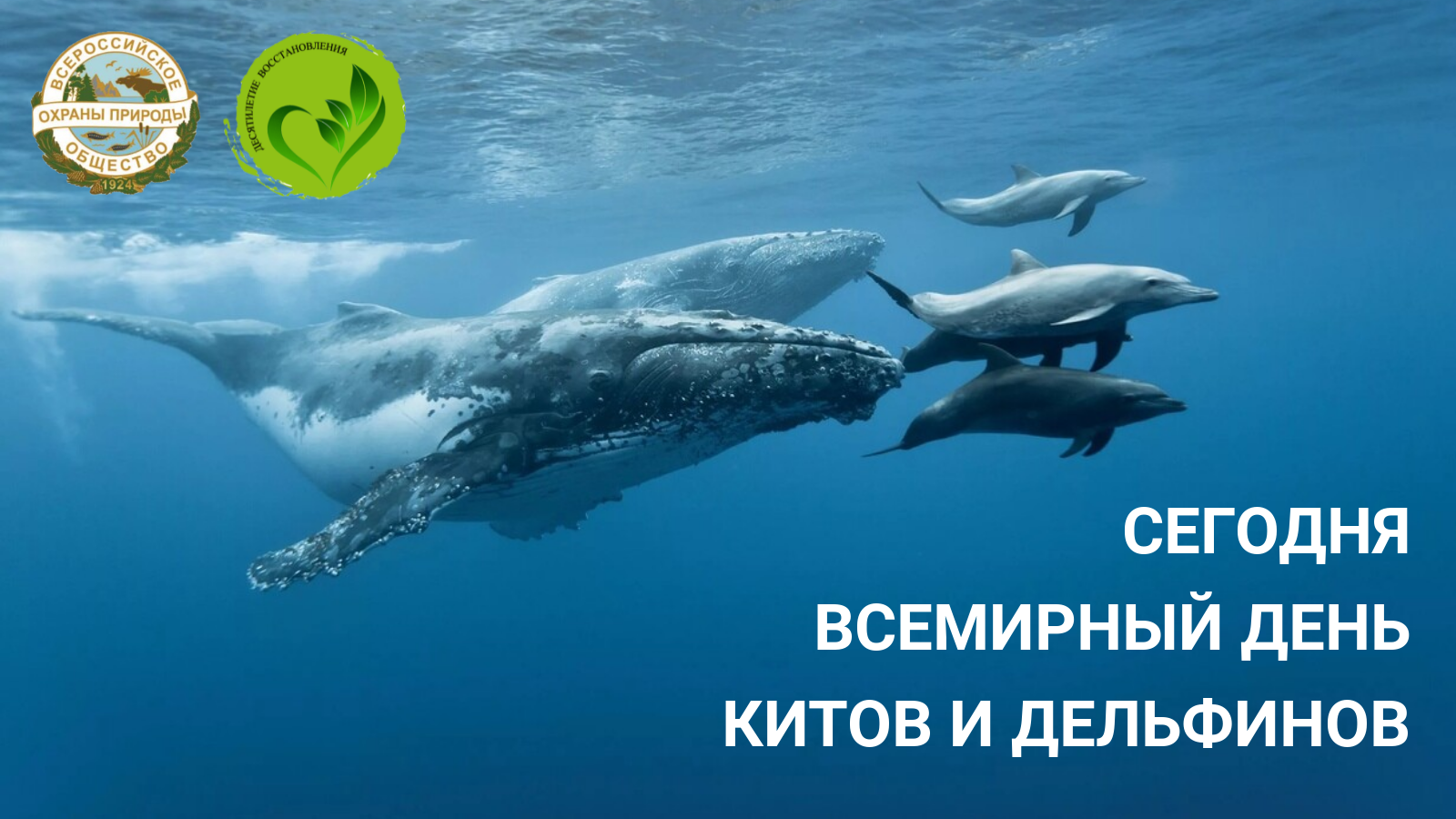 Фото Всемирный день китов и дельфинов 2024 #14