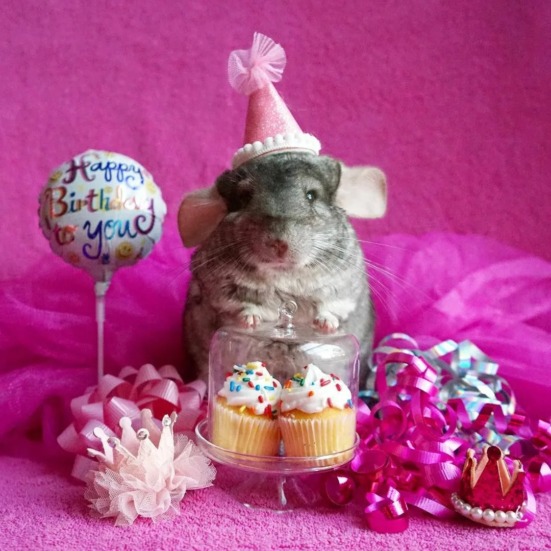 Поздравление хомяка. С днем рождения шиншилла открытка. С днем рождения хомяк. Хомяк с тортиком. Хомяк поздравляет с днем.