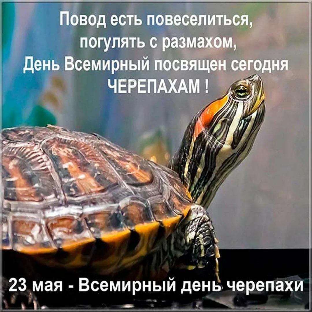 Фото Всемирный день черепахи #29