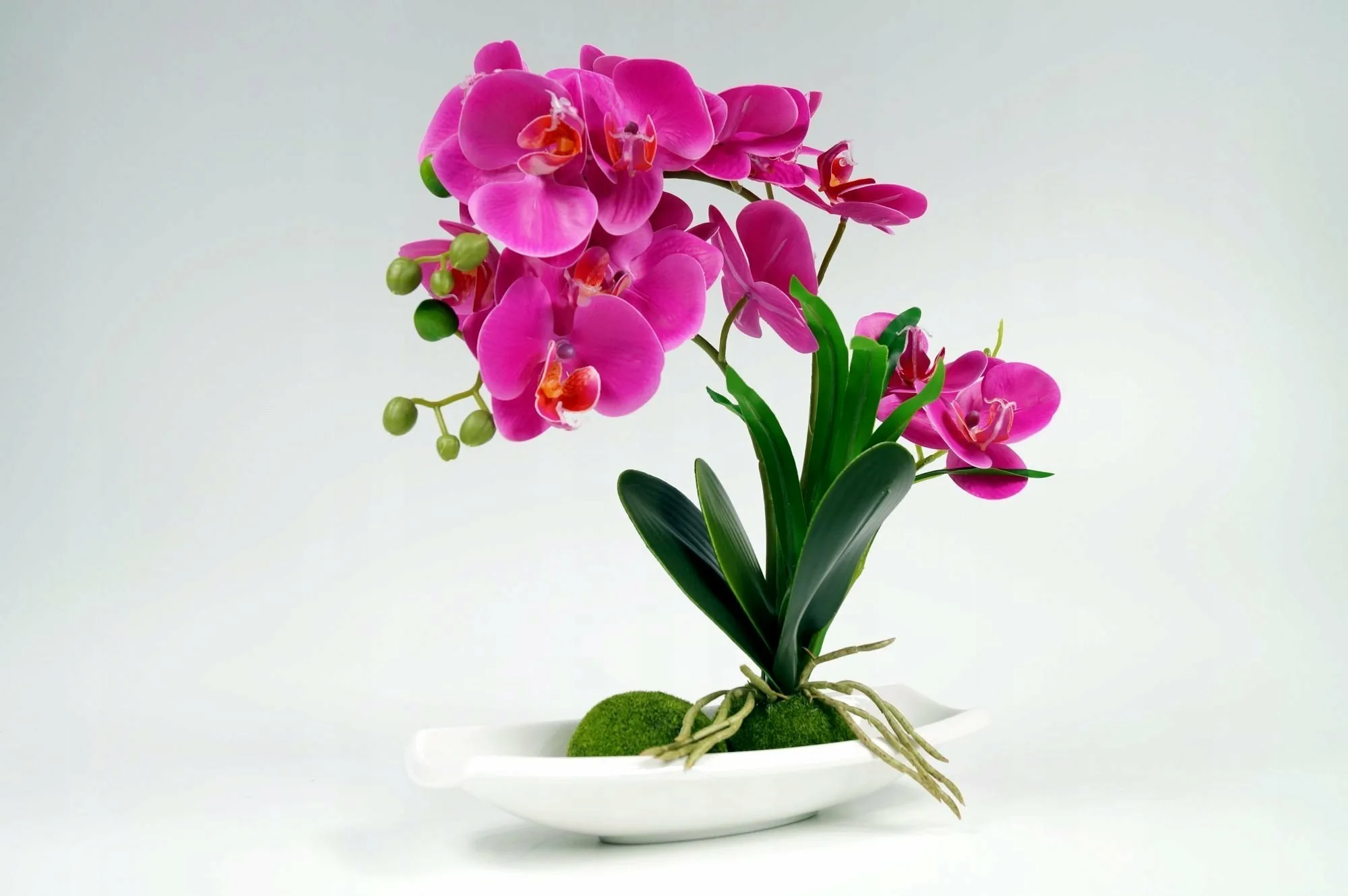 Фото Стихи к подарку орхидея #24