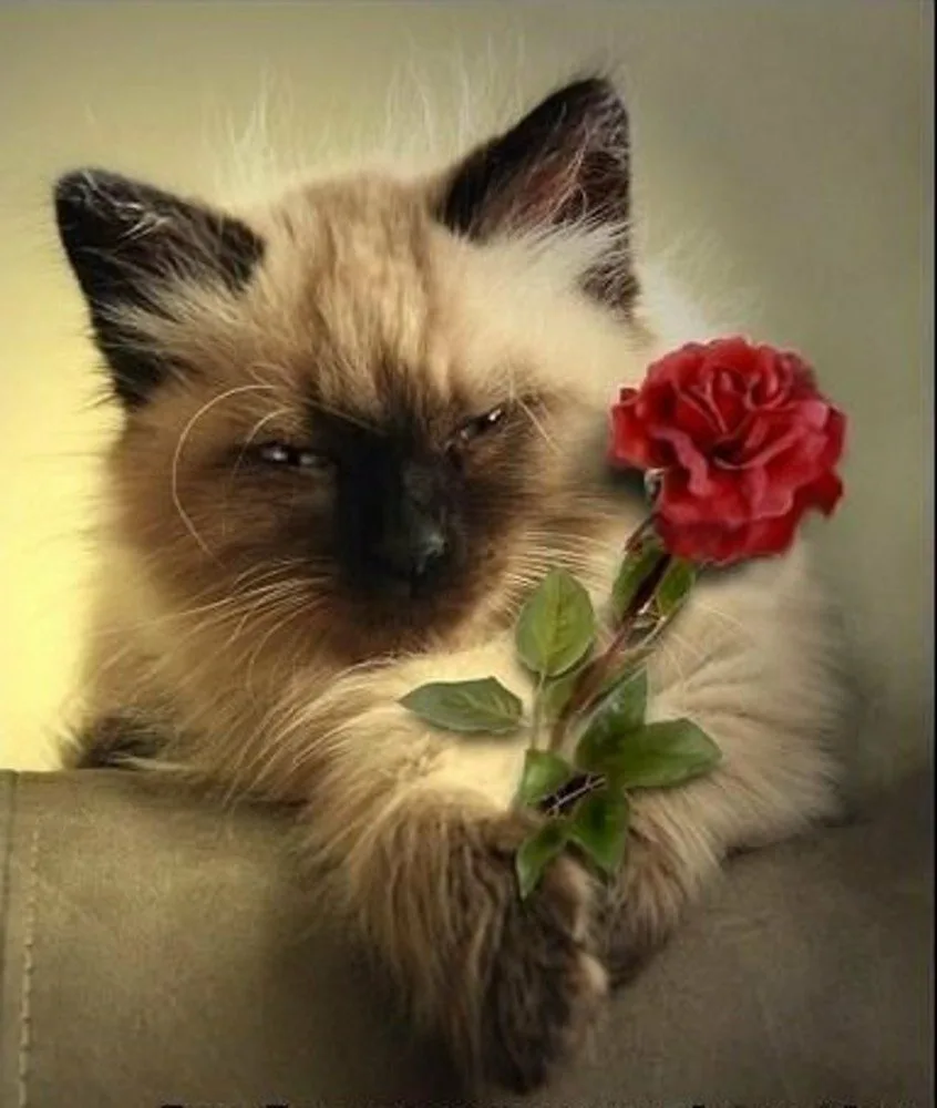 Поздравление кошечки. Котики цвета. Котенок с цветами. Котенок с цветочком. День кошек.