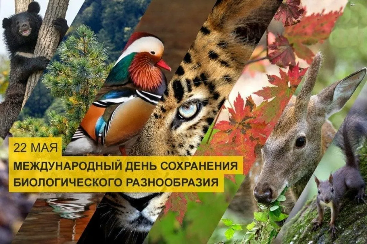 Фото Всемирный день дикой природы 2025 #71