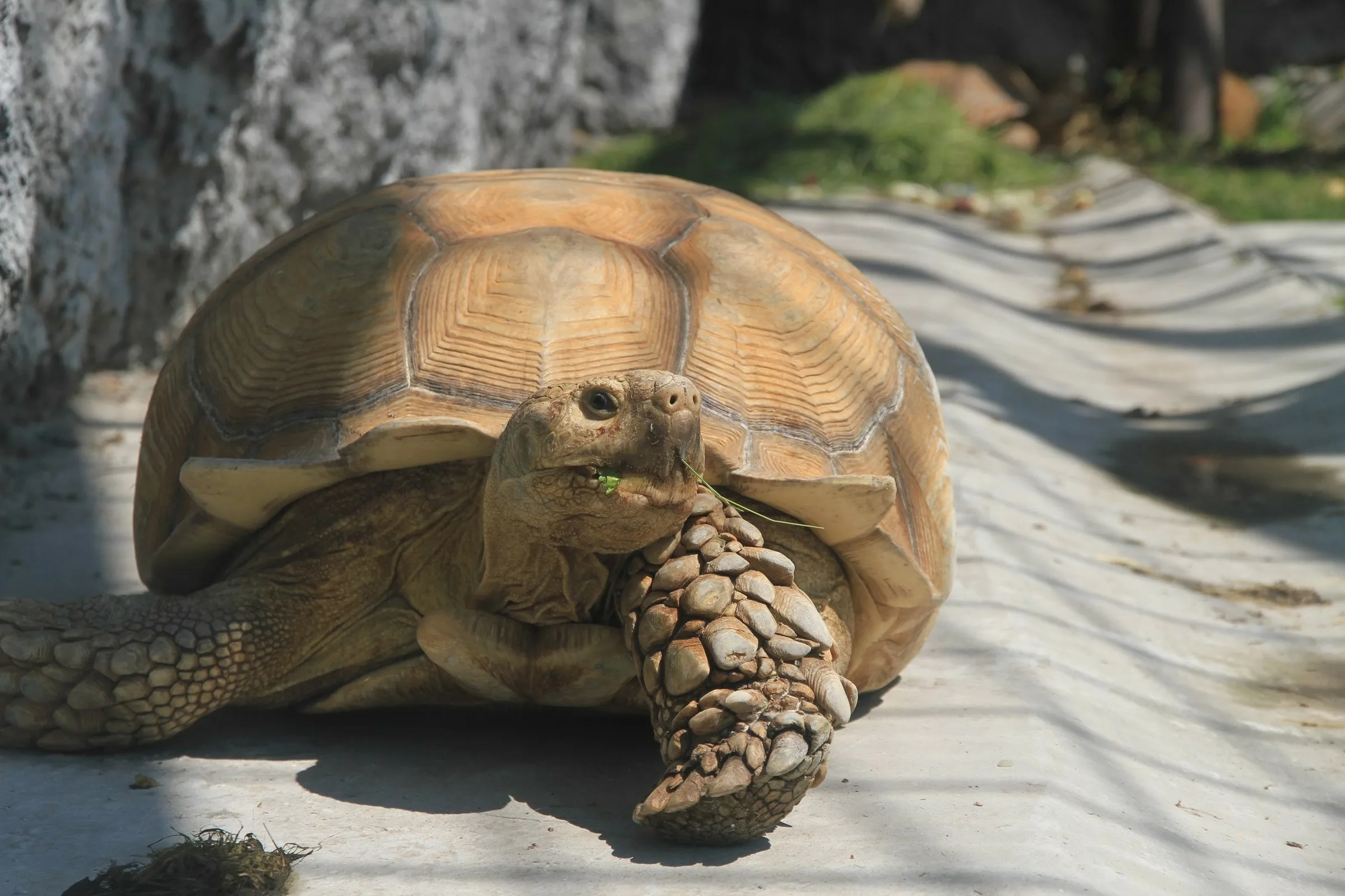 Фото Всемирный день черепахи #54