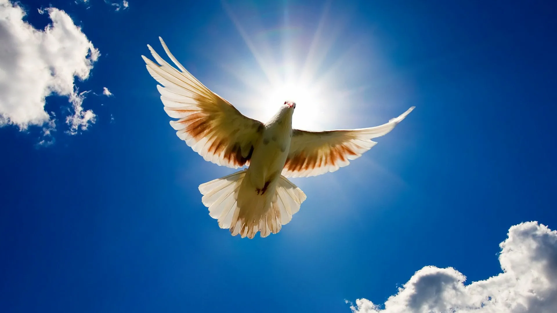 Мир над головой. Птицы в небе. Голуби в небе. Белые голуби в небе. Голубь в небесах.