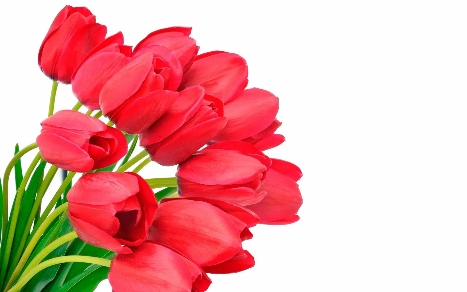Красные тюльпаны. Тюльпаны открытки красивые с пожеланиями