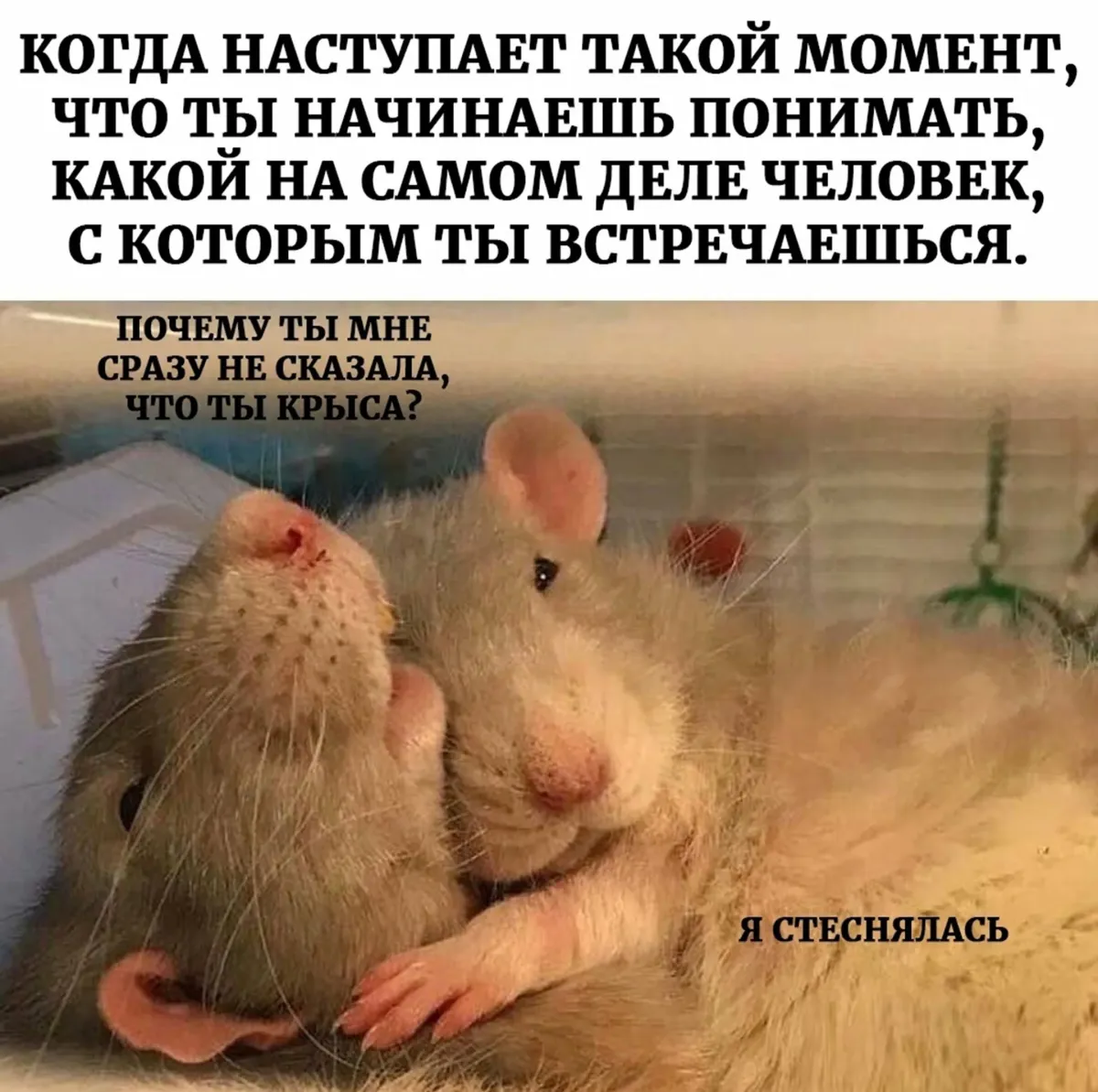 Не люблю обсуждать. Мемы с крысами. Крысиные отношения. Крыса прикол. Идеальные Крысиные отношения.