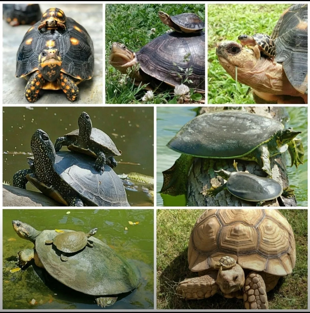 Фото Всемирный день черепахи #35