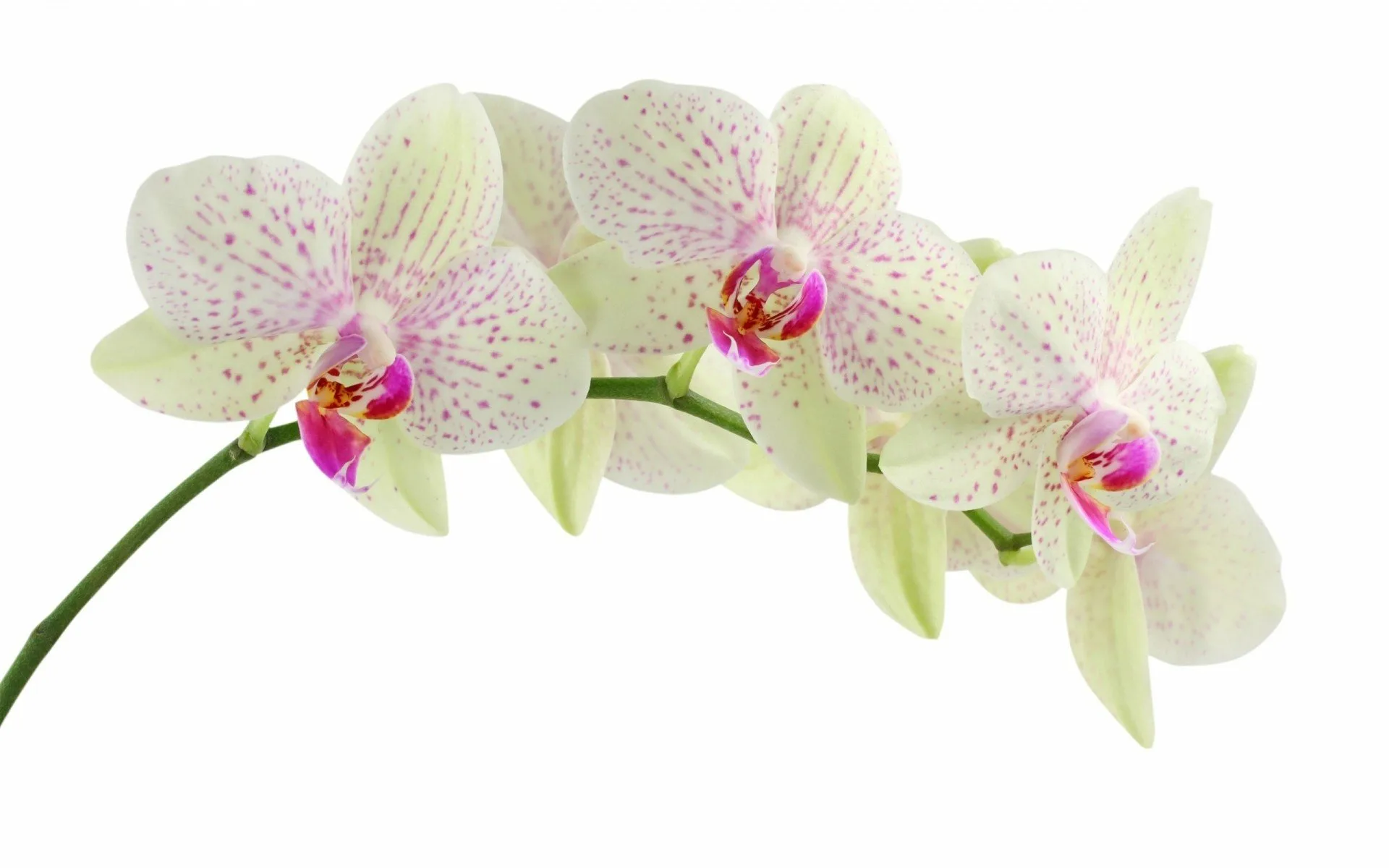 Фото Стихи к подарку орхидея #75