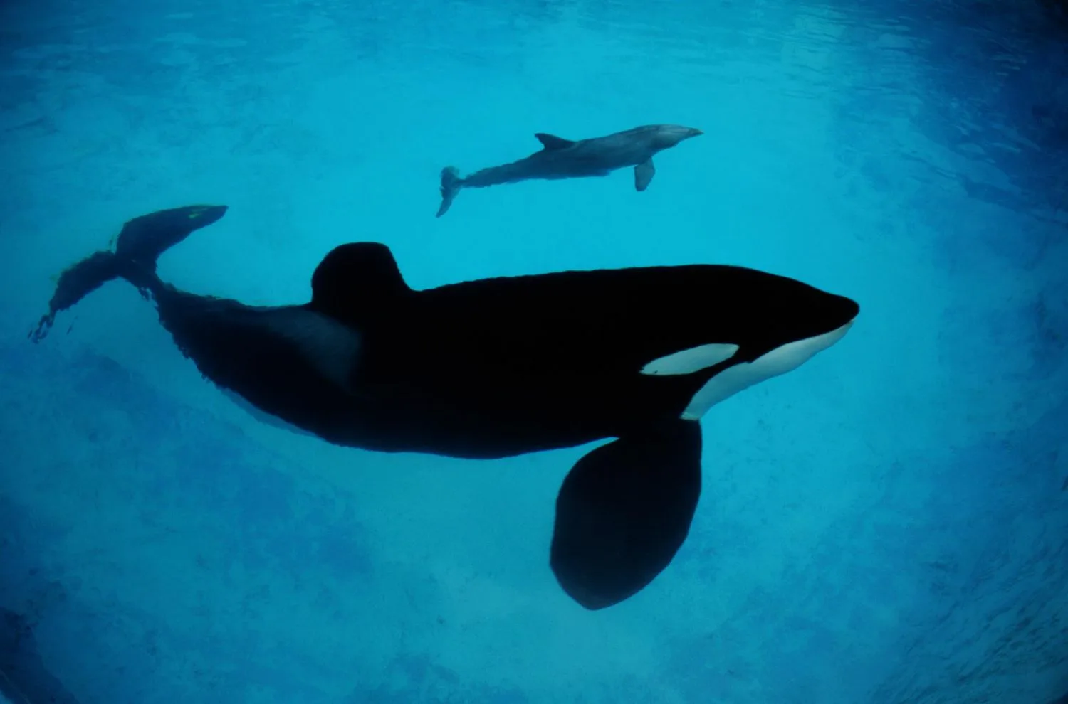 Фото Всемирный день китов и дельфинов 2024 #65