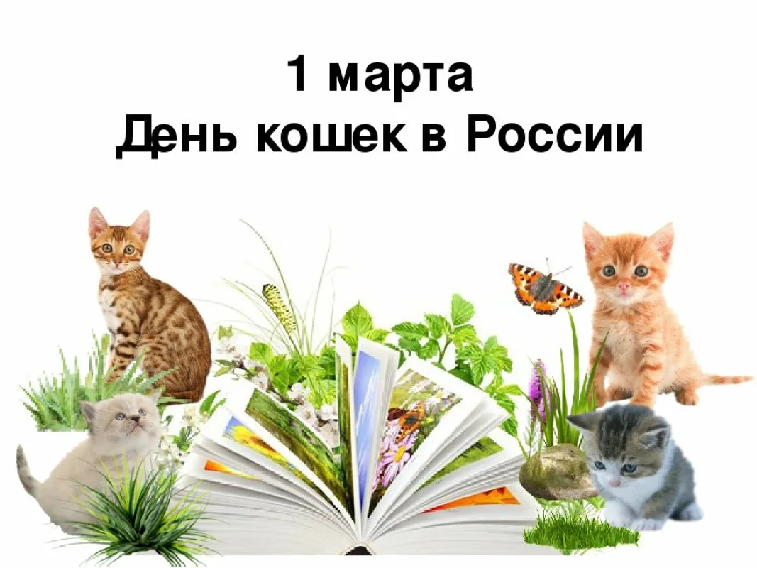 1 Мартабень кошек в России. День кошек в России.