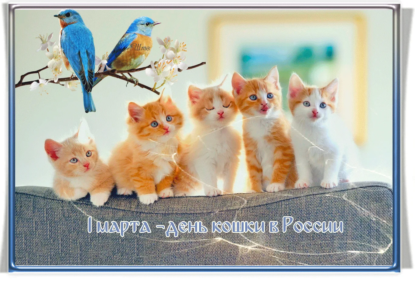 Фото День кошек 2025, поздравления в День кота #43