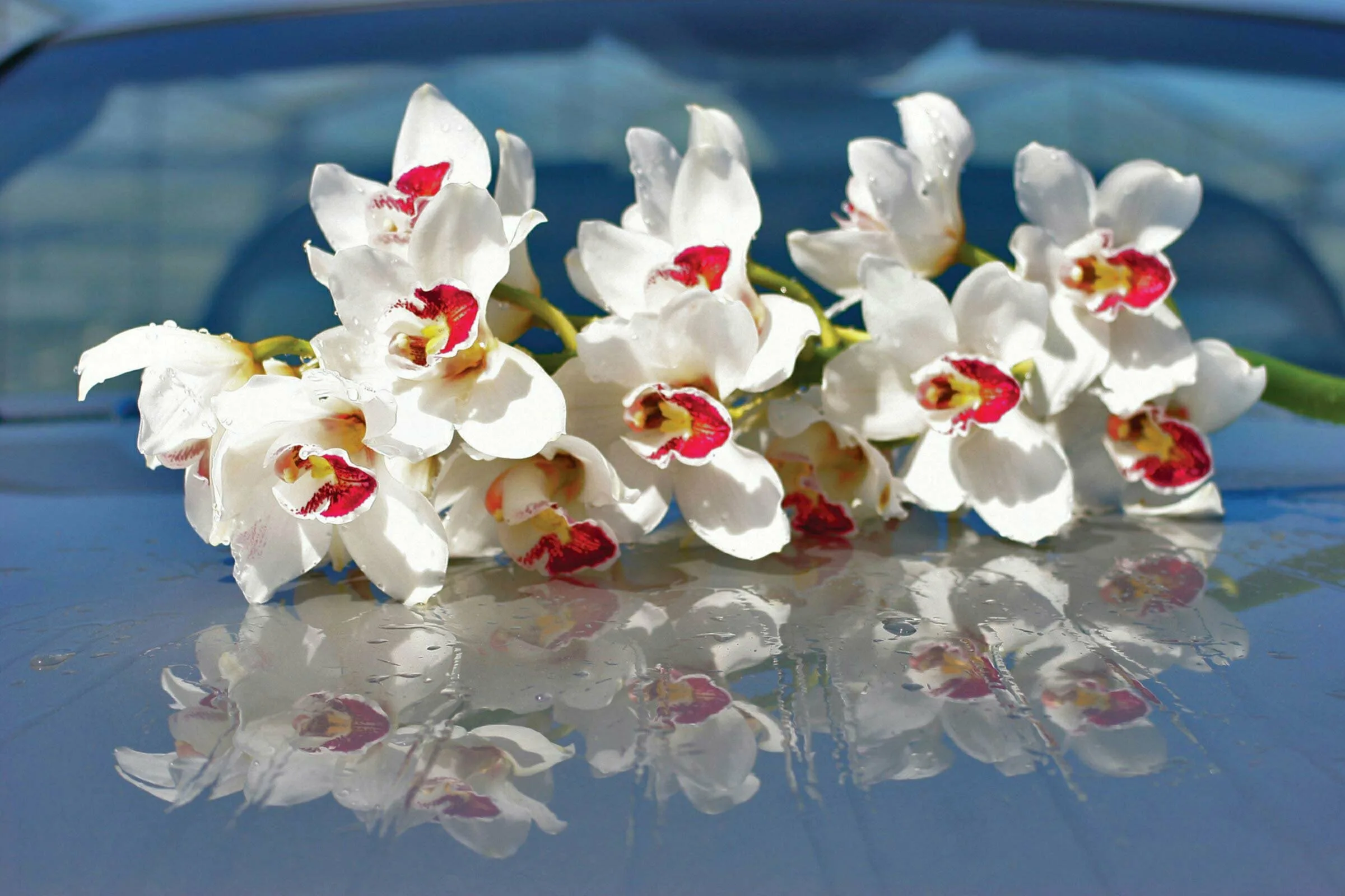 Фото Стихи к подарку орхидея #46