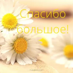 Скачивание изображения #504584