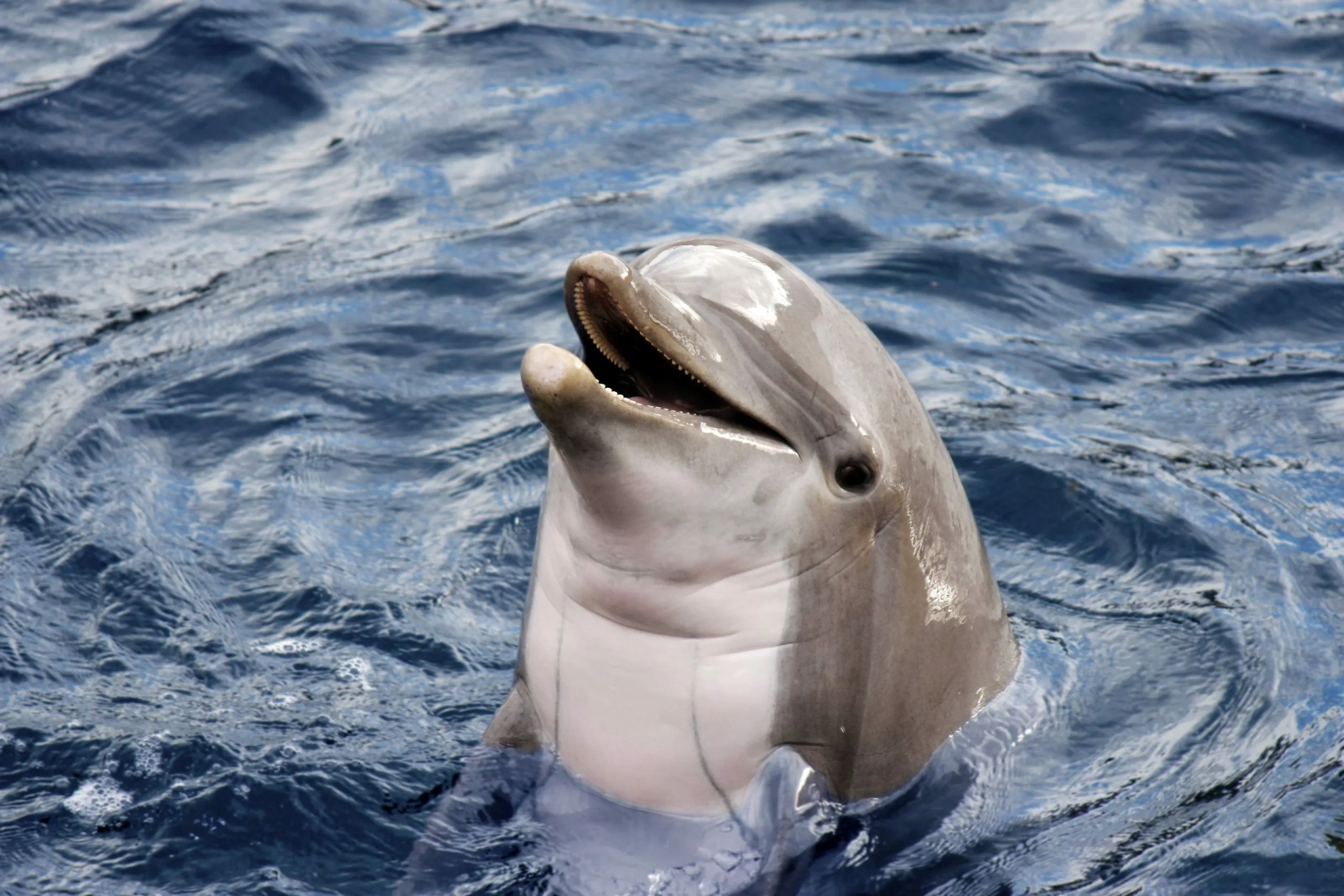 Фото Всемирный день китов и дельфинов 2024 #58