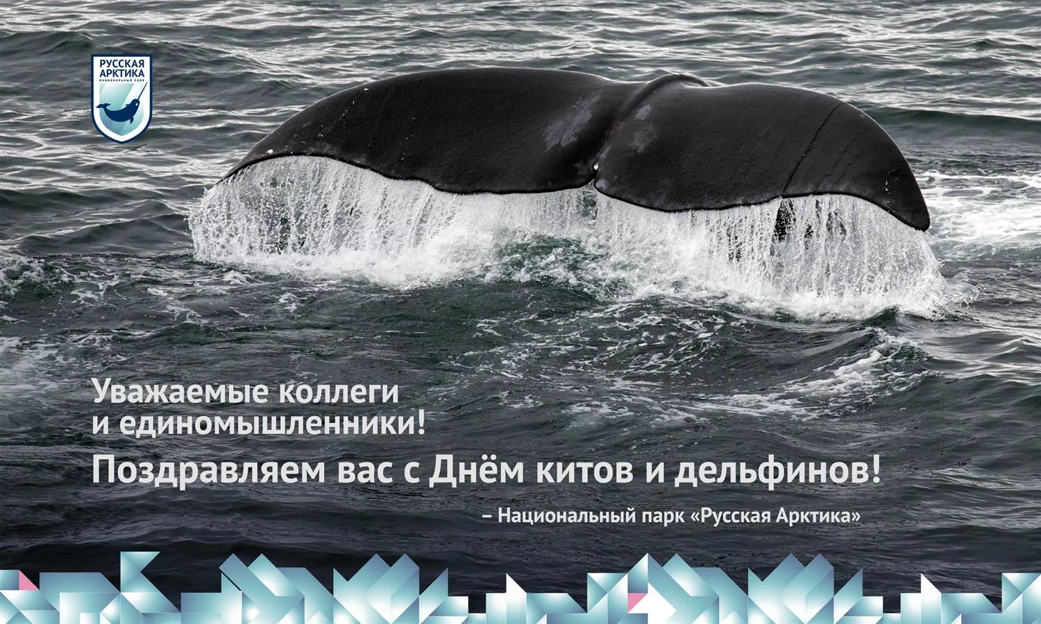 Фото Всемирный день китов и дельфинов 2024 #21