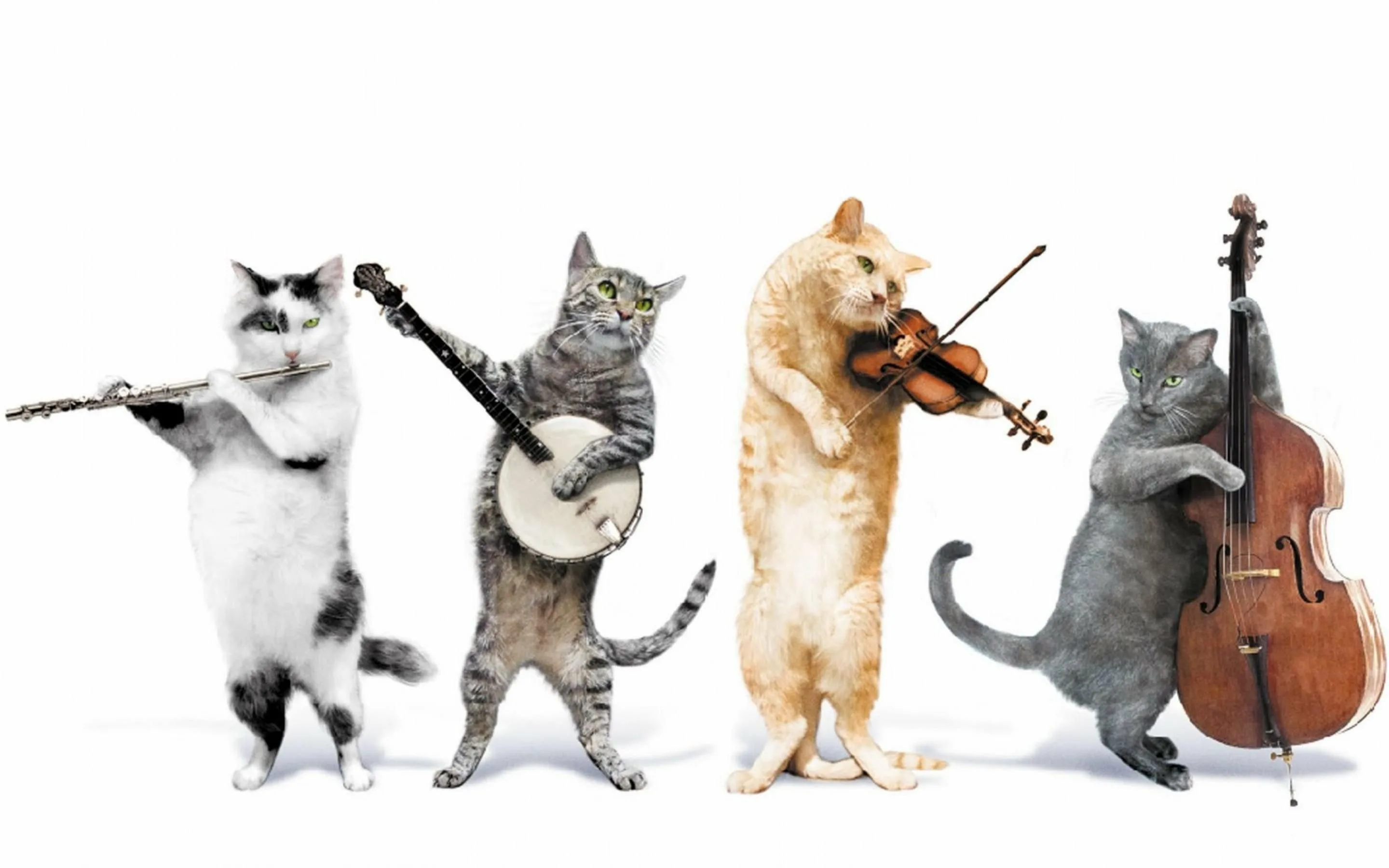 Поздравления с днем пою. Животные музыканты. Котики с музыкальными инструментами. День кошек. Танцующие кошки.