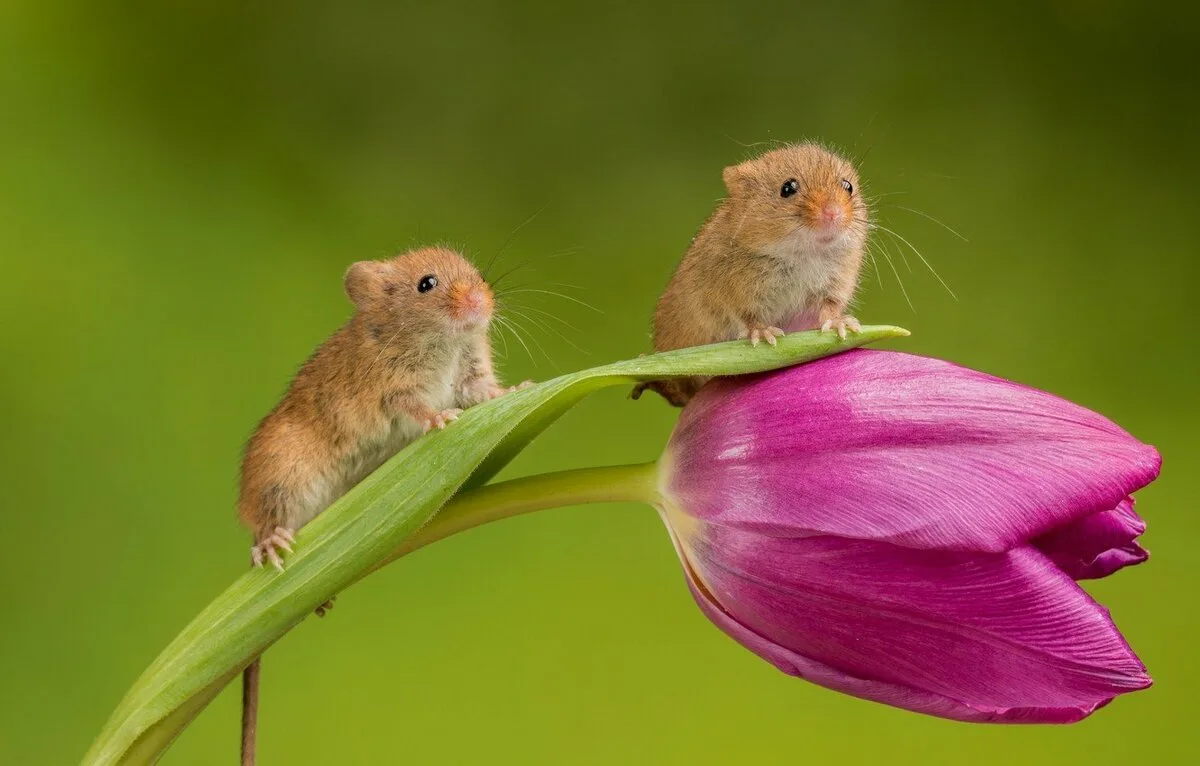 Хомяк с кошельком. Полевка хомяк. Мышь полевка. Мышка полевка в цветке. Мышь полевка и хомяки.