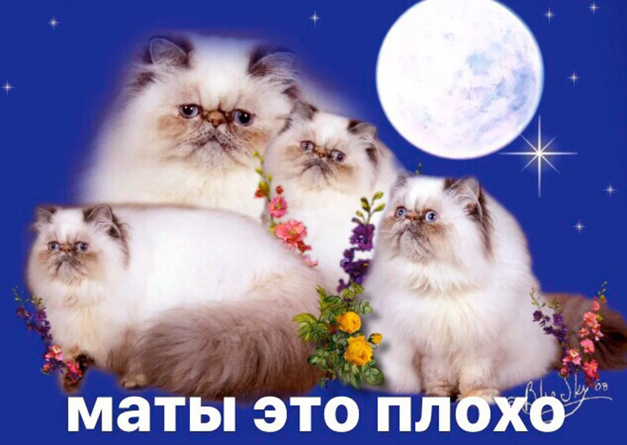 Фото День кошек 2025, поздравления в День кота #98