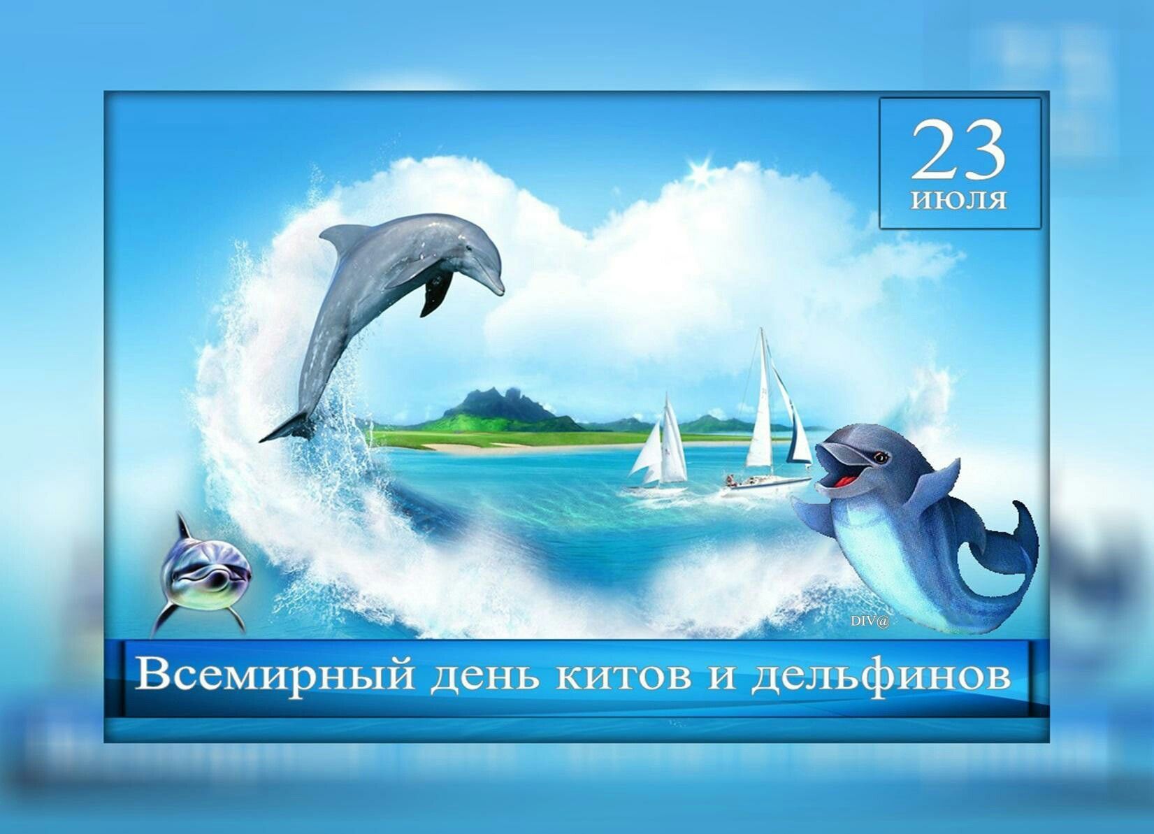 Фото Всемирный день китов и дельфинов 2024 #77