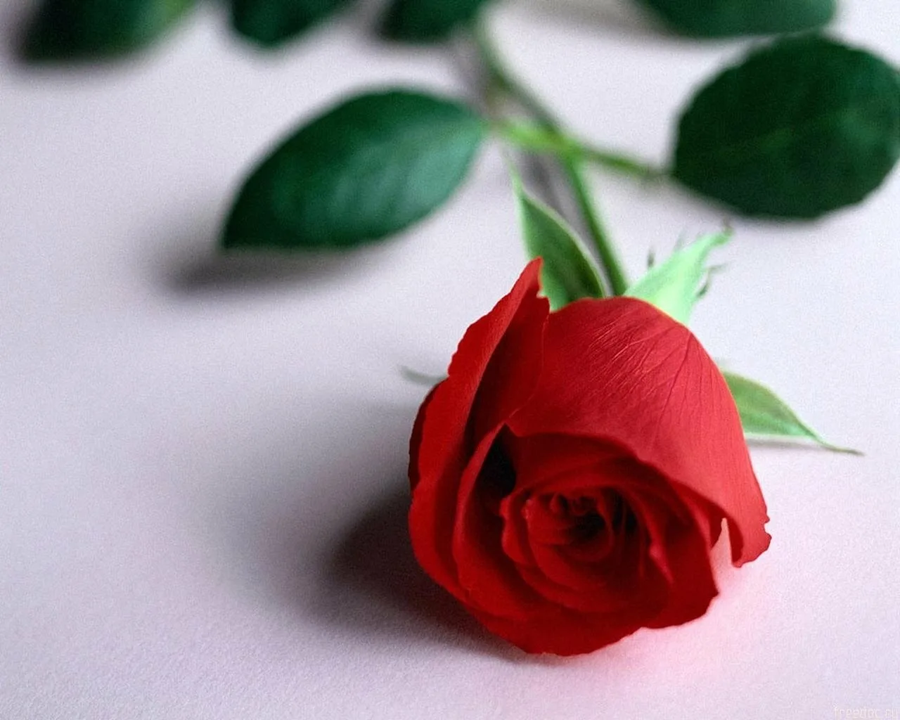 Открытки с розами. Цветы для любимой женщины. Цветочки для девушки. Красные розы.