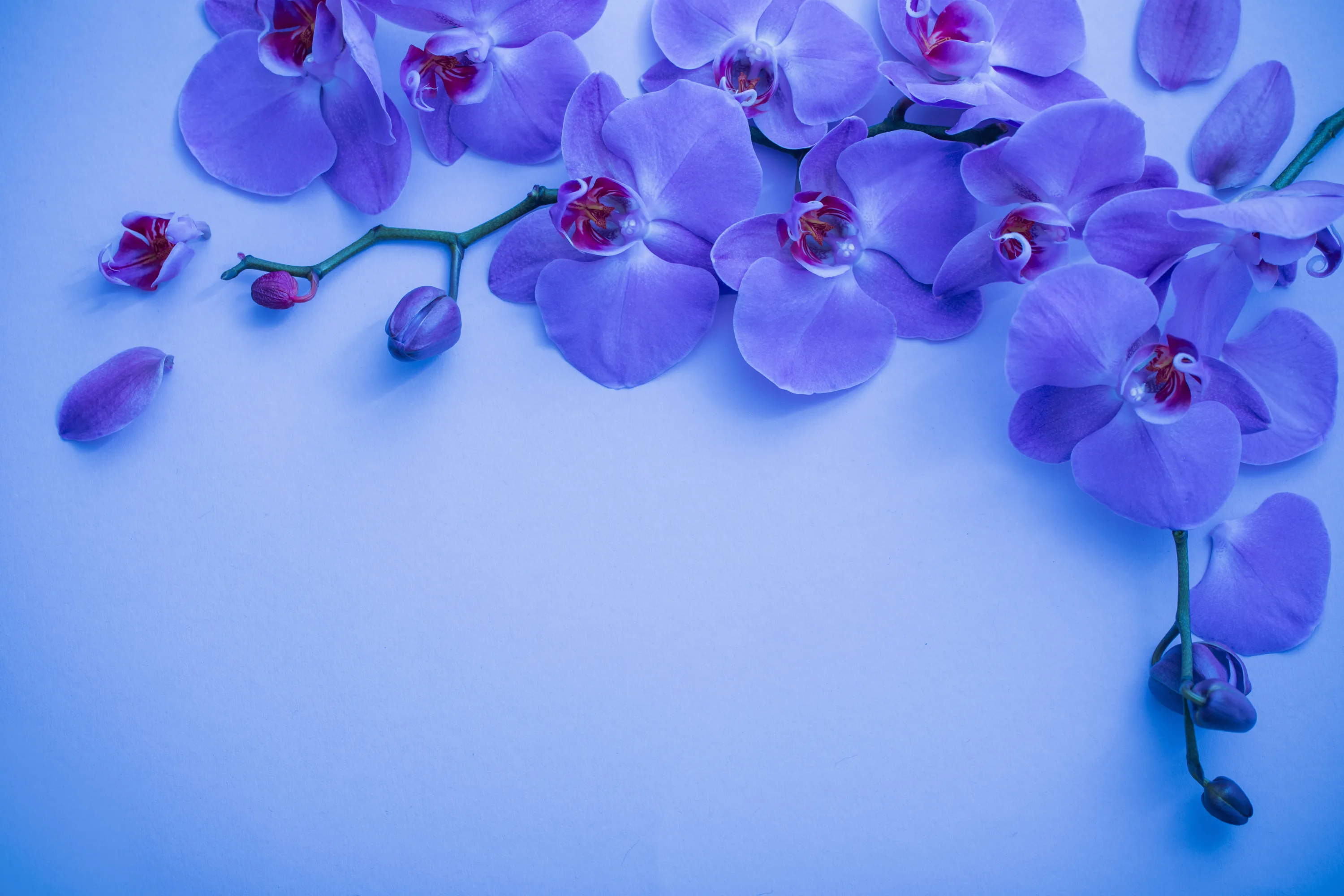 Фото Стихи к подарку орхидея #45