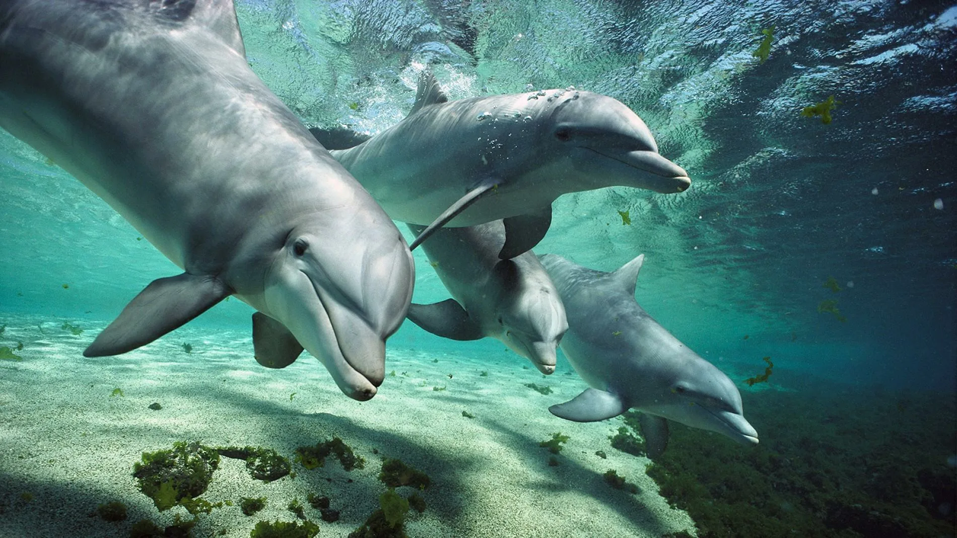 Фото Всемирный день китов и дельфинов 2024 #41