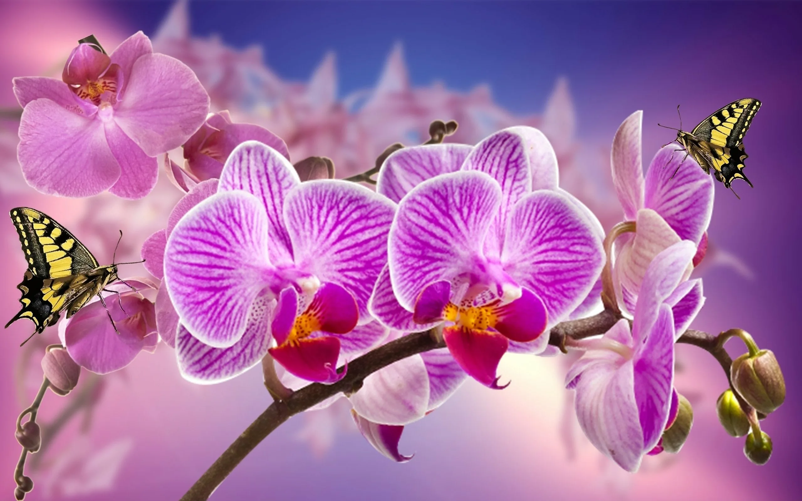 Фото Стихи к подарку орхидея #17