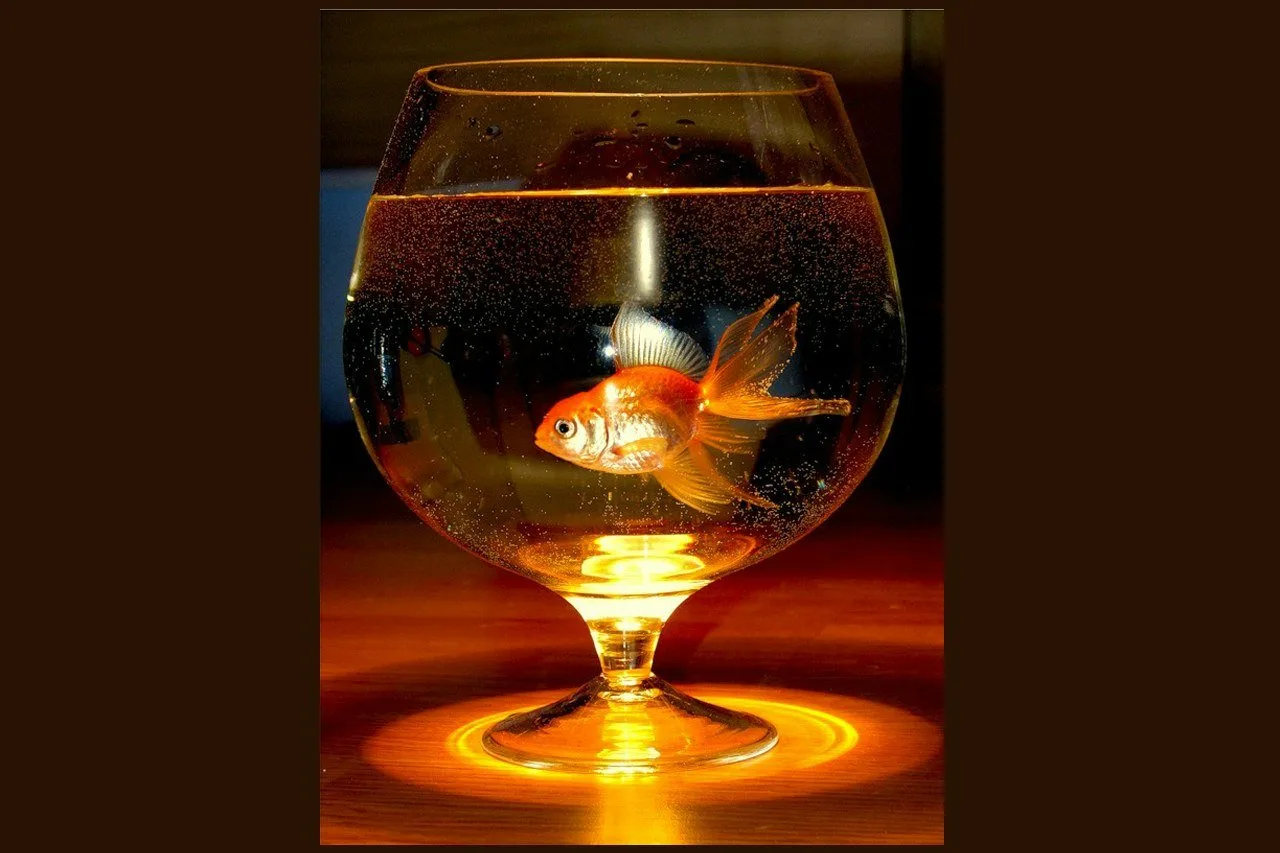 Фото Стихи к подарку золотая рыбка #37