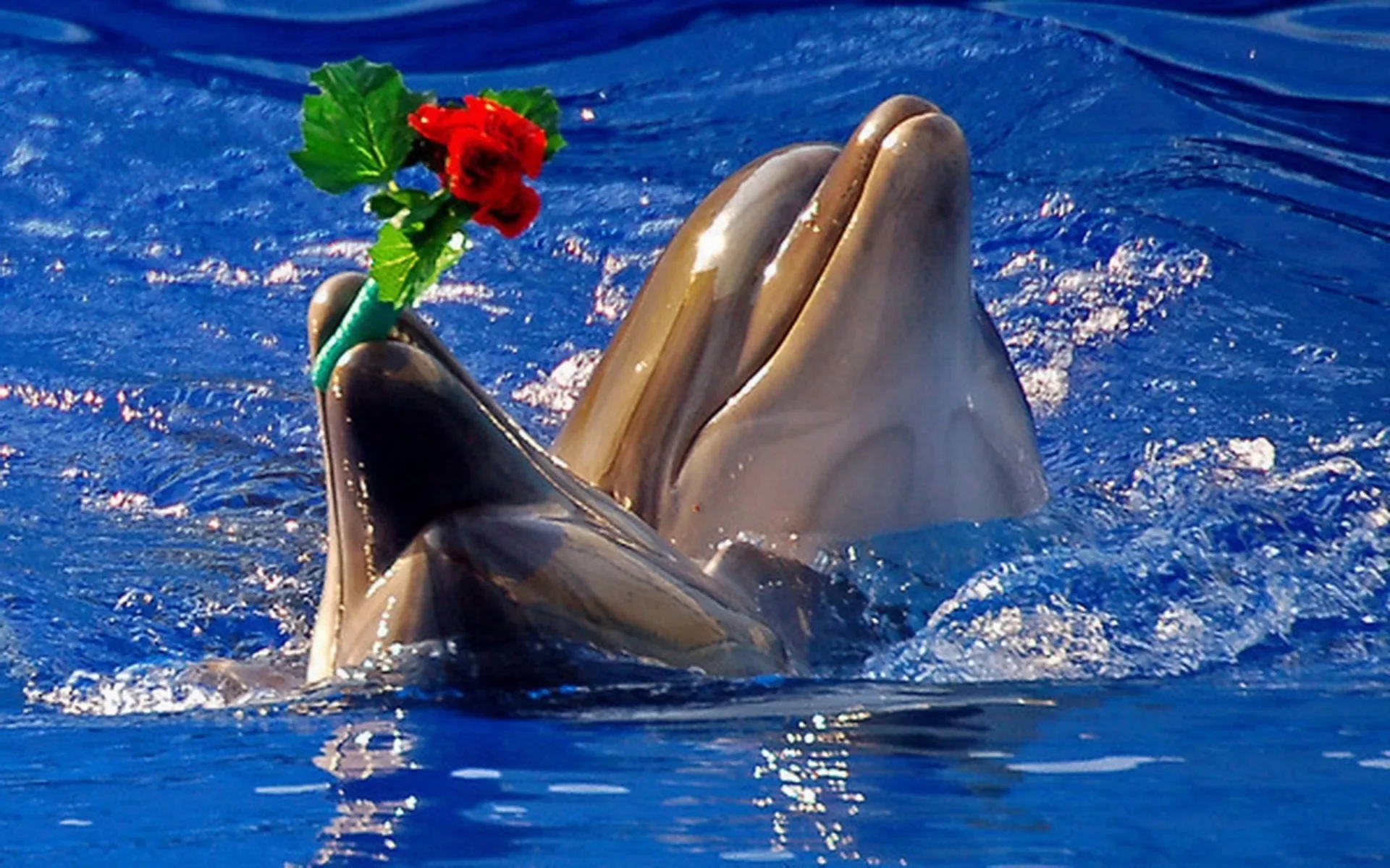 Фото Всемирный день китов и дельфинов 2024 #83