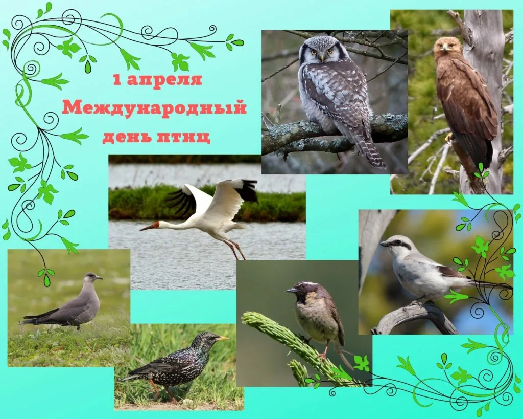 Когда день птиц в 2024 году. Международный день птиц. 1 Апреля Международный день птиц. 1 Апреля день птиц фото. Апрель 1 апреля – Международный день птиц..