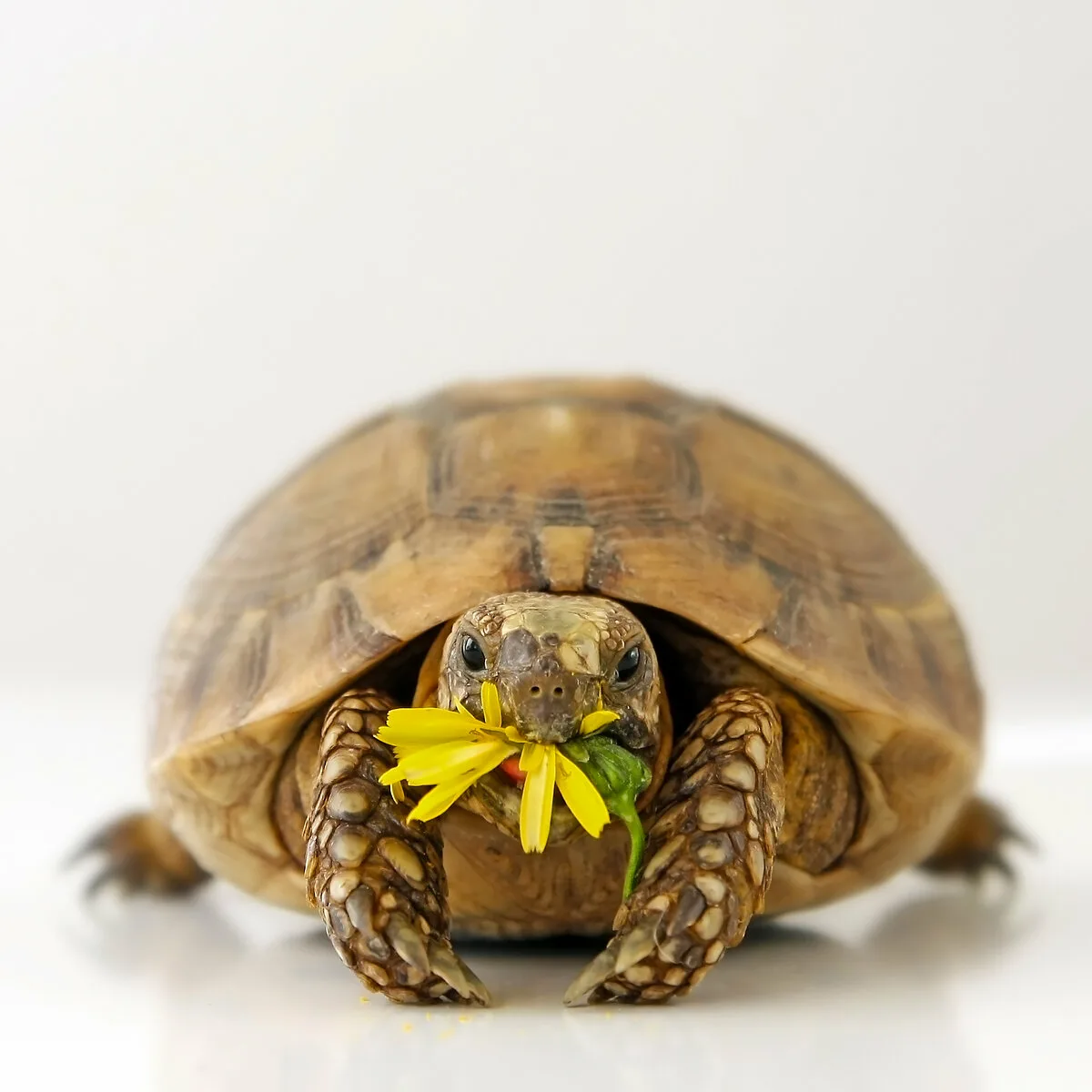 Фото Всемирный день черепахи #14